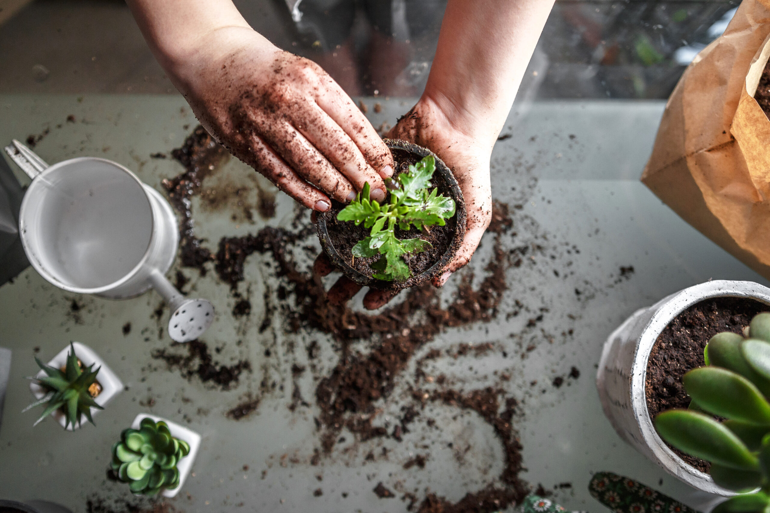 hands in the dirt with seedling